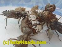 /home//u458753944/public_html/sourcegallery///////////////////Insects and small critters/silliness/P1050006.JPG
